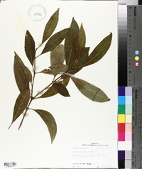 Osmanthus americanus image