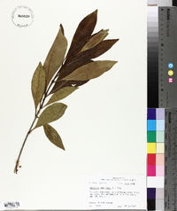 Osmanthus americanus image