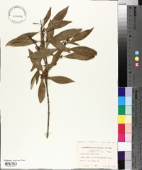 Osmanthus americanus image