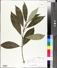 Osmanthus americanus image