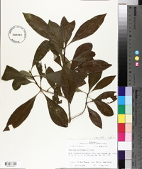 Osmanthus americanus image