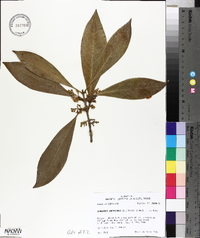 Osmanthus americanus image