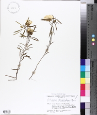 Oenothera berlandieri image