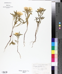 Oenothera berlandieri subsp. pinifolia image