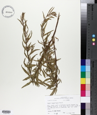 Oenothera filiformis image