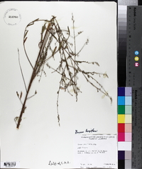 Oenothera filiformis image