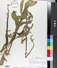 Oenothera curtiflora image