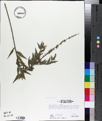 Oenothera curtiflora image