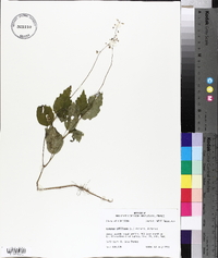 Circaea canadensis image