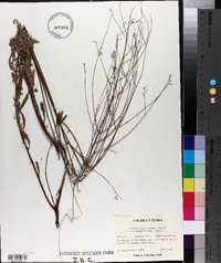 Oenothera filiformis image