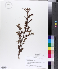 Ludwigia glandulosa image