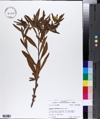 Ludwigia leptocarpa image