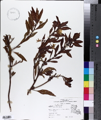 Ludwigia leptocarpa image