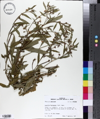 Ludwigia leptocarpa image