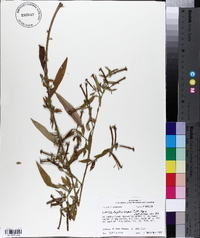 Ludwigia leptocarpa image