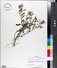 Ludwigia leptocarpa image