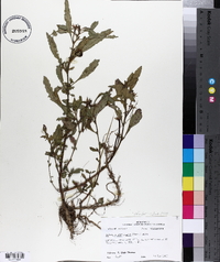 Ludwigia leptocarpa image