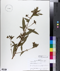 Ludwigia leptocarpa image