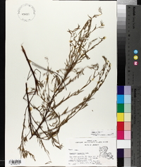 Ludwigia linearis image