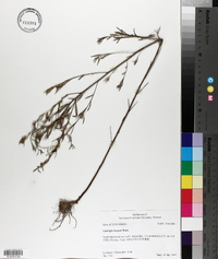 Ludwigia linearis image