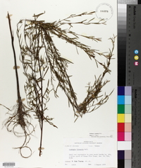 Ludwigia linearis image