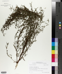 Ludwigia linearis image