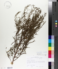 Ludwigia linearis image