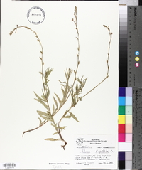 Oenothera hexandra image