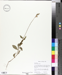 Oenothera suffulta image