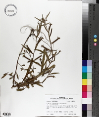 Ludwigia octovalvis image