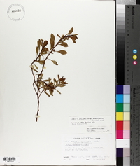 Ludwigia peploides image