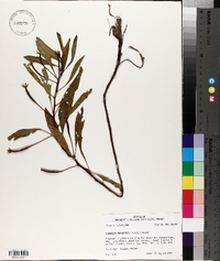 Ludwigia peploides image