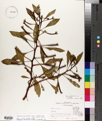 Ludwigia peploides subsp. glabrescens image