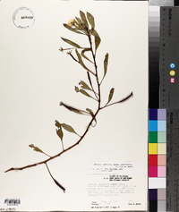 Ludwigia peploides subsp. glabrescens image