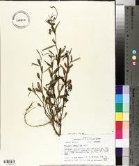 Ludwigia decurrens image