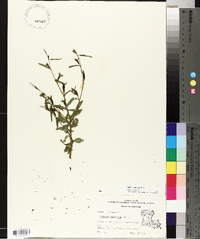 Ludwigia decurrens image