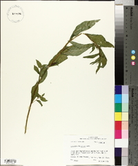 Ludwigia decurrens image