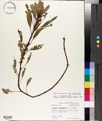 Ludwigia peploides subsp. glabrescens image