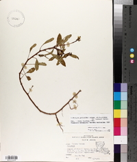 Ludwigia peploides subsp. glabrescens image