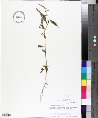 Ludwigia decurrens image