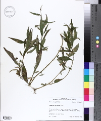 Ludwigia decurrens image