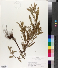 Ludwigia glandulosa image