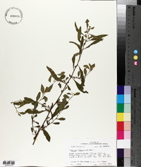 Ludwigia glandulosa image