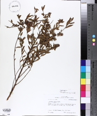 Ludwigia pilosa image