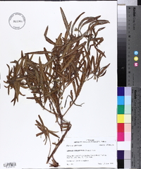 Ludwigia grandiflora image