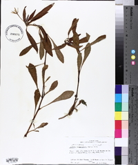 Ludwigia grandiflora image