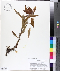 Ludwigia grandiflora image