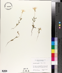 Oenothera grandis image