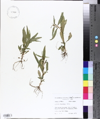 Ludwigia decurrens image