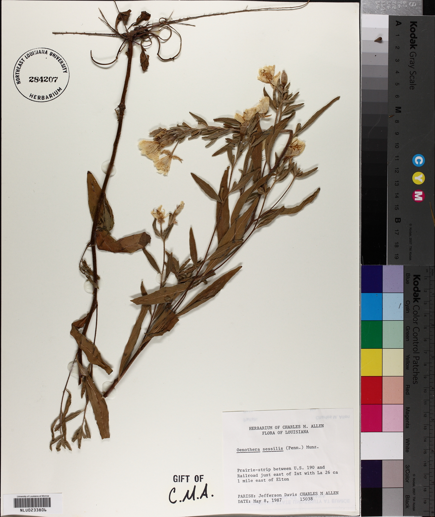 Oenothera sessilis image